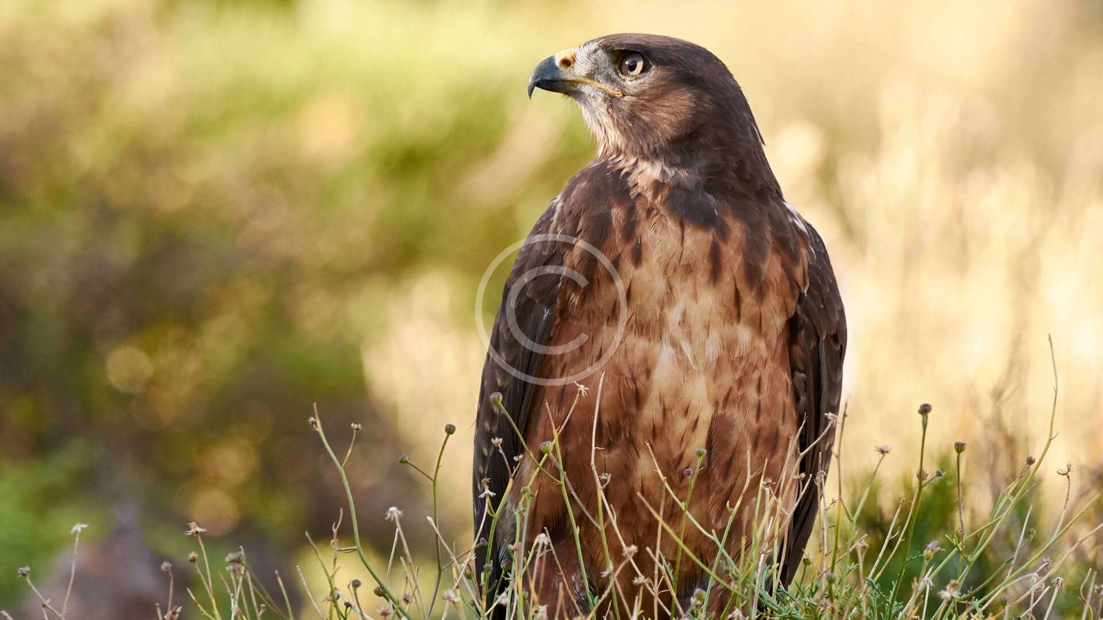 Wild Birds Rescue Center Volunteering